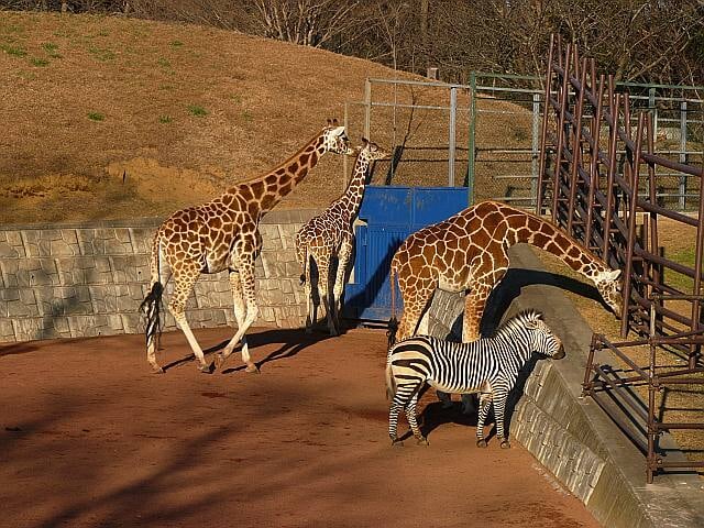 千葉市動物公園の写真1
