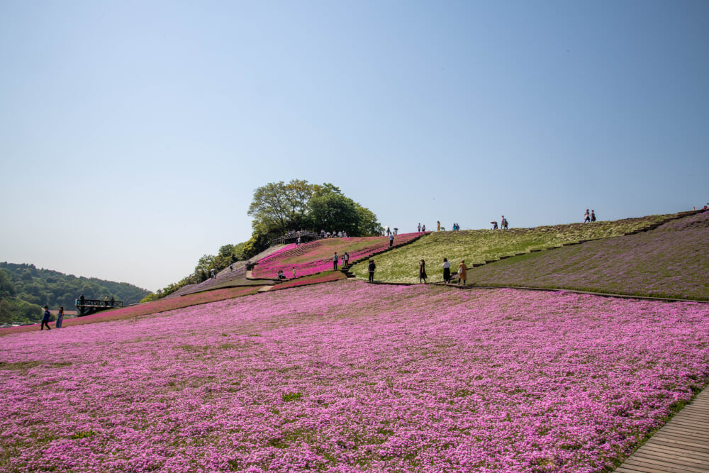 東京ドイツ村の写真6