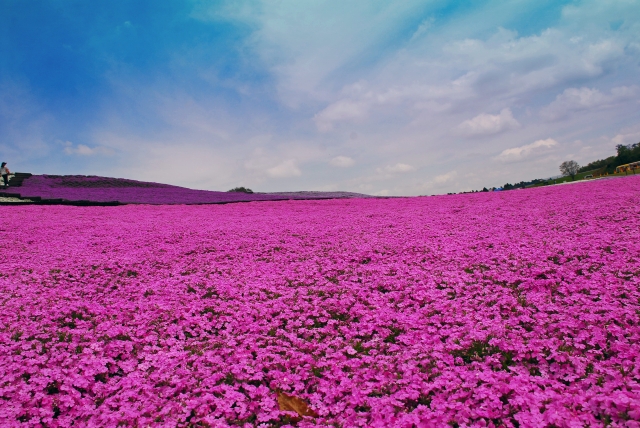 東京ドイツ村の写真7