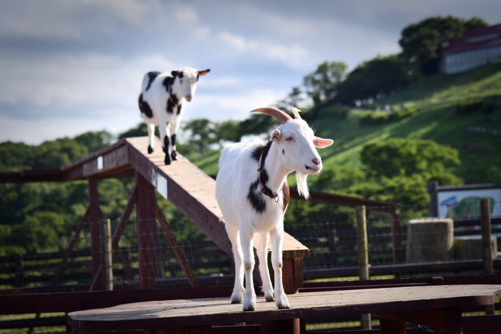 マザー牧場の写真2