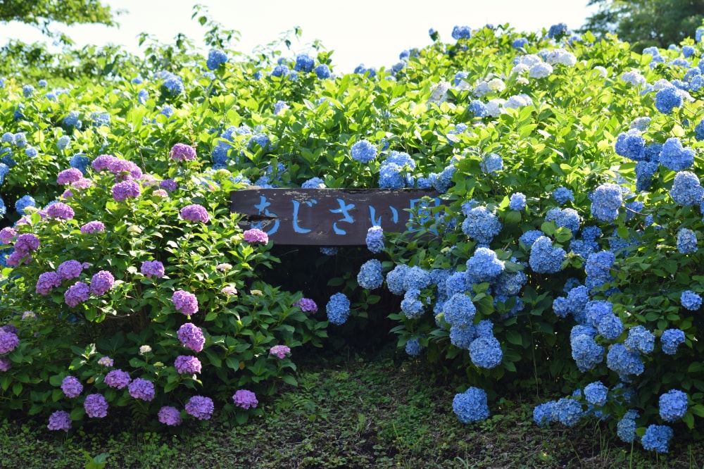 マザー牧場の写真5