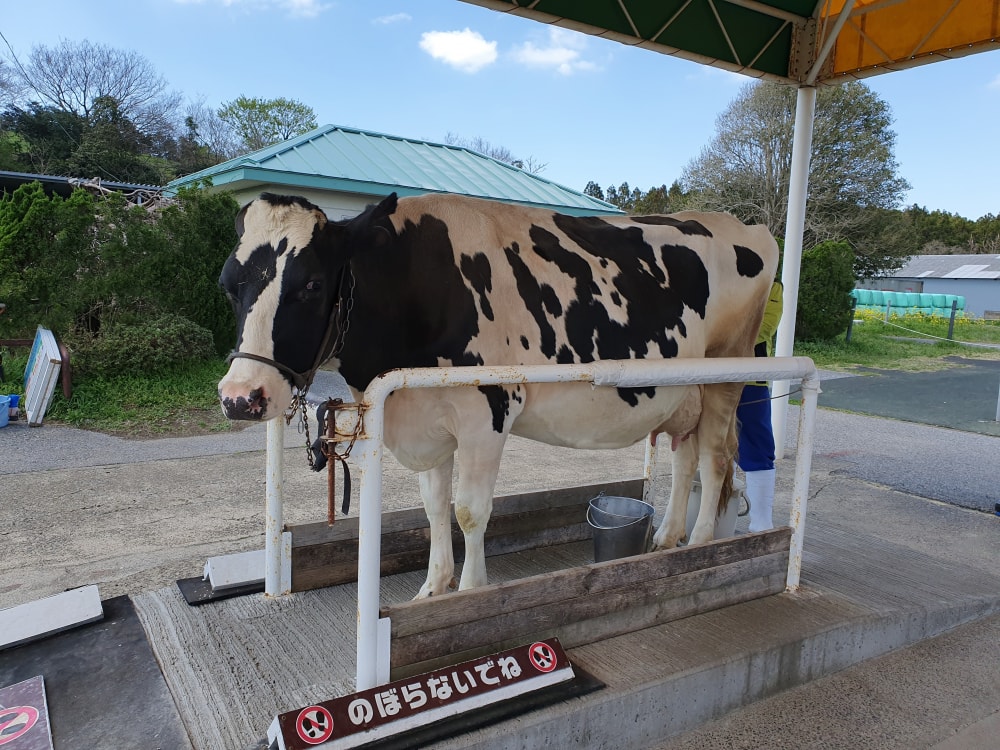 マザー牧場の写真8