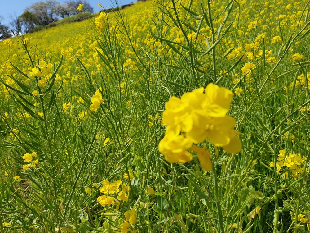 マザー牧場の写真11