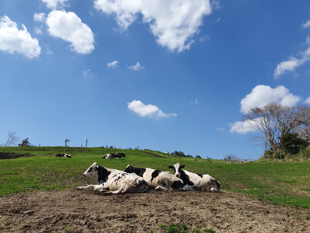 マザー牧場の写真15