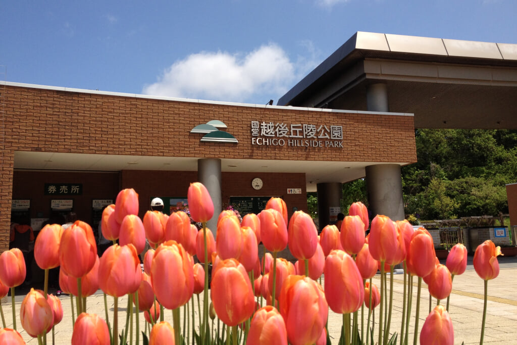 国営越後丘陵公園の写真2