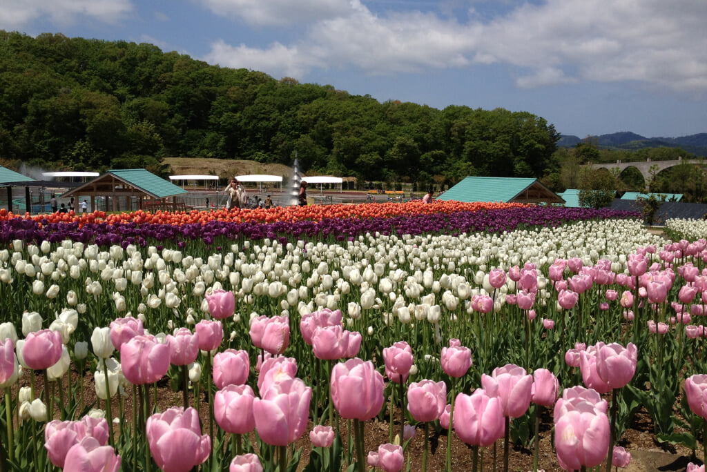 国営越後丘陵公園の写真6