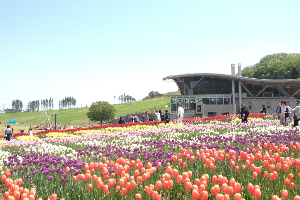 国営越後丘陵公園の写真11