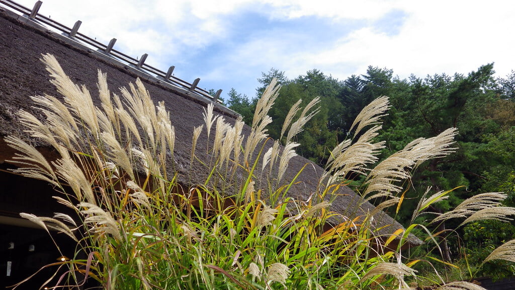 西湖いやしの里根場の写真15