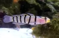 あわしまマリンパーク