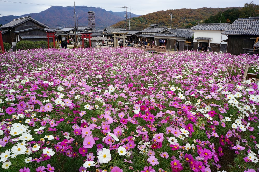 二十四の瞳映画村の写真2