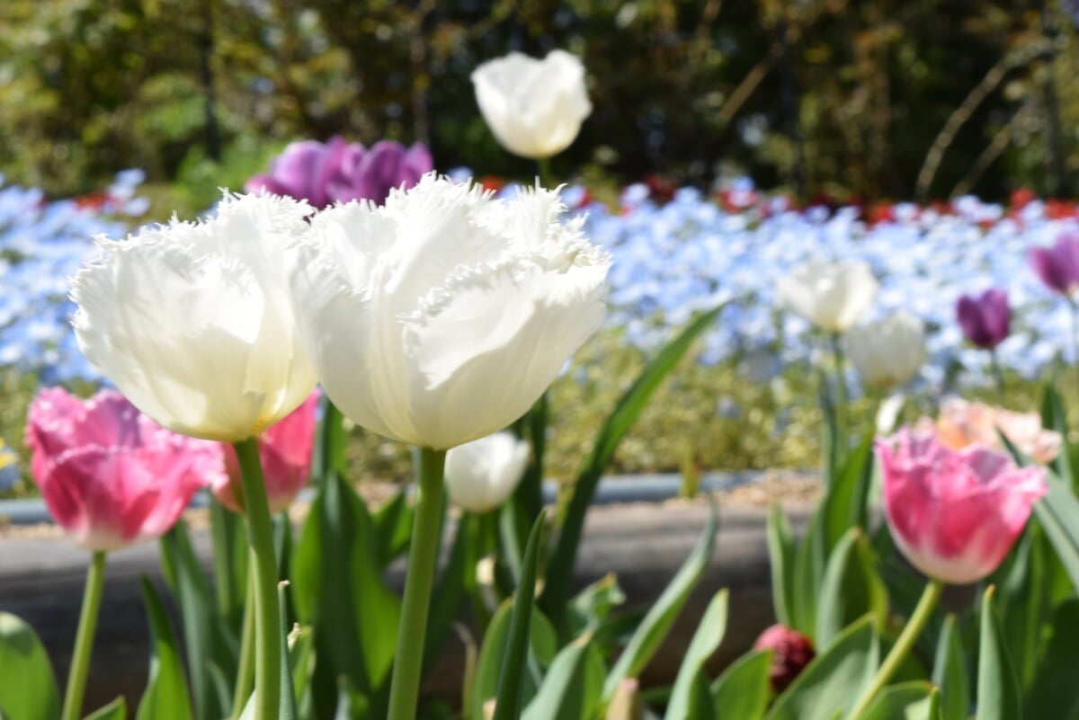 NEWレオマワールドの写真4