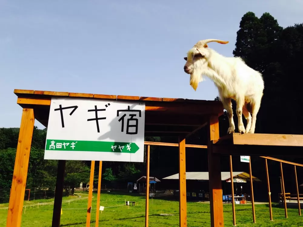 ふれあい動物園ピクニカ共和国の写真1