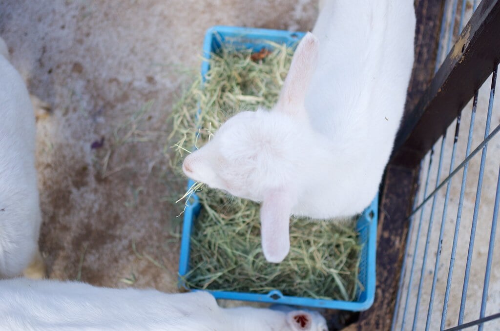 三瀬ルベール牧場 どんぐり村の写真2