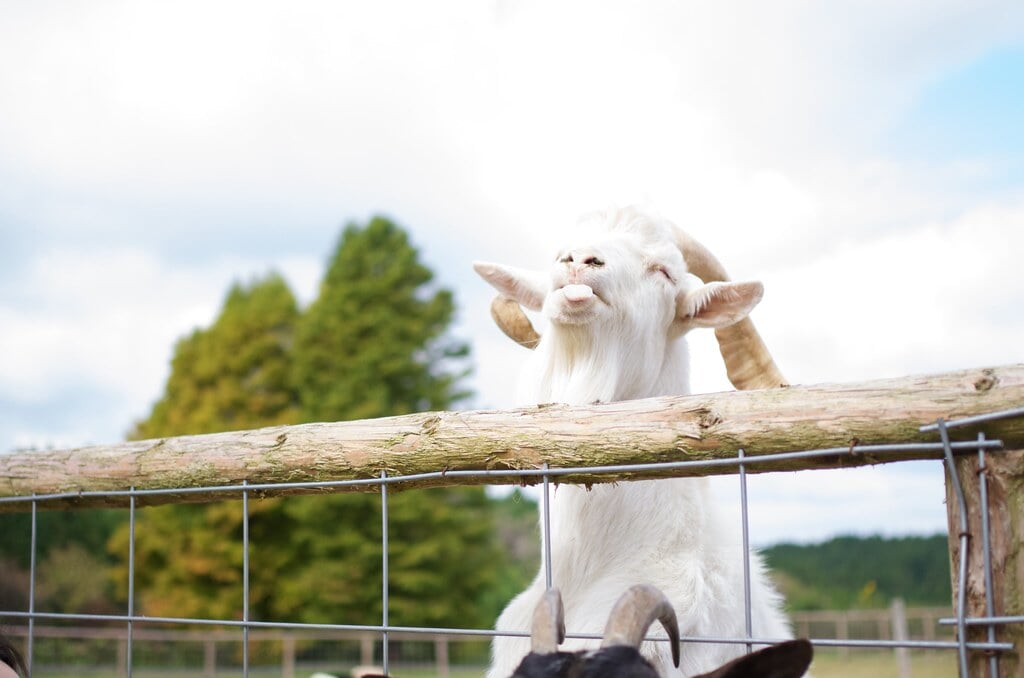 三瀬ルベール牧場 どんぐり村の写真4