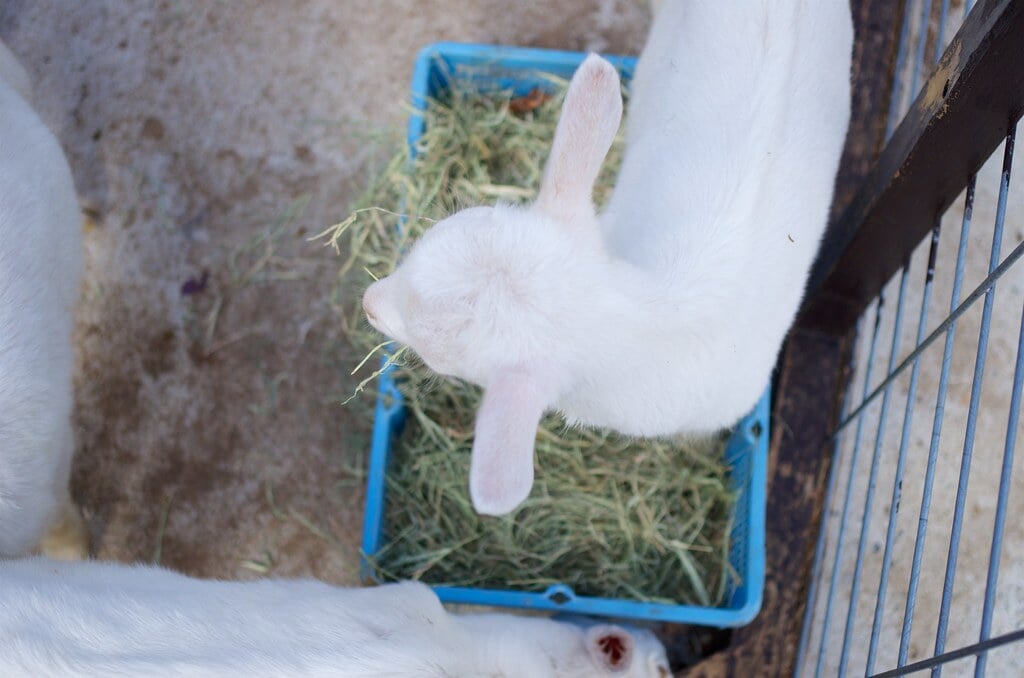 三瀬ルベール牧場 どんぐり村の写真7