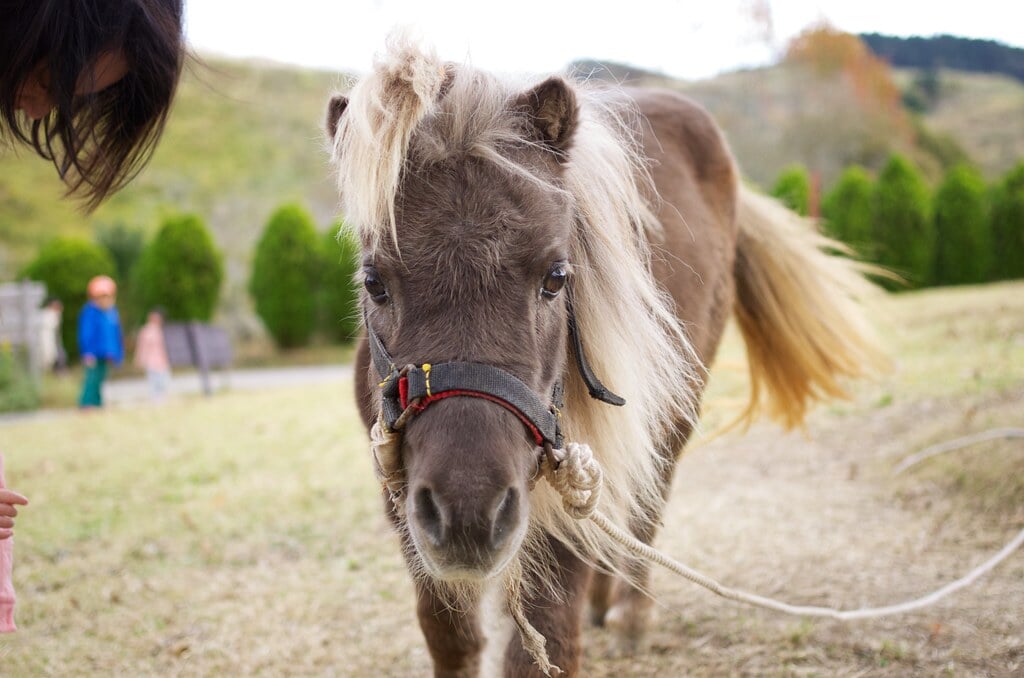 三瀬ルベール牧場 どんぐり村の写真12