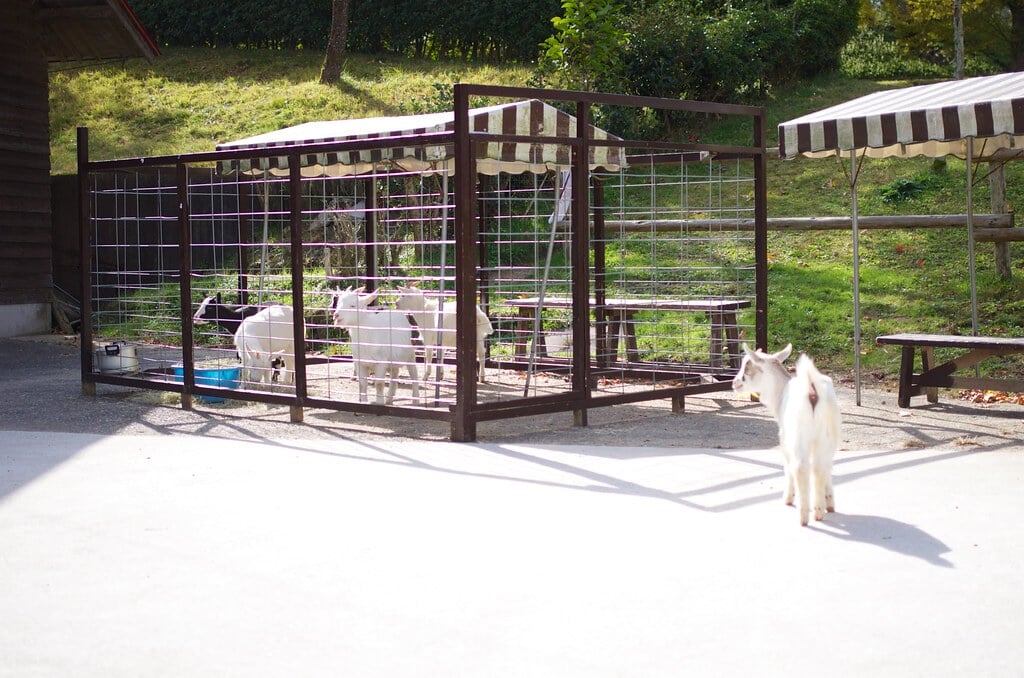 三瀬ルベール牧場 どんぐり村の写真13