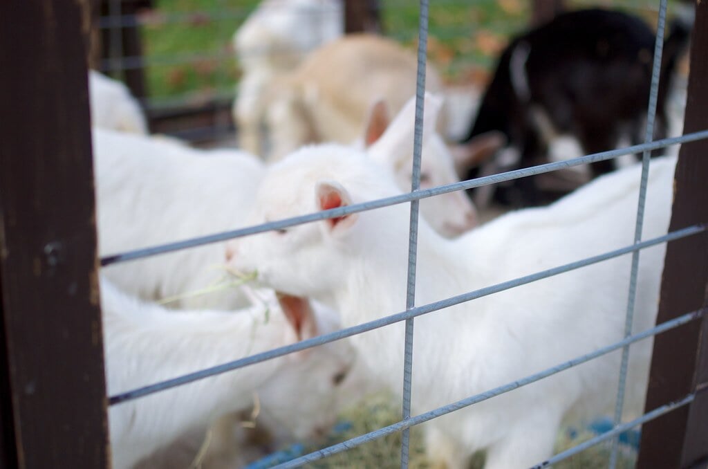 三瀬ルベール牧場 どんぐり村の写真14