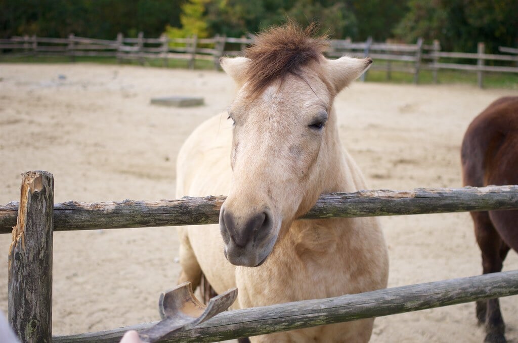 三瀬ルベール牧場 どんぐり村の写真15