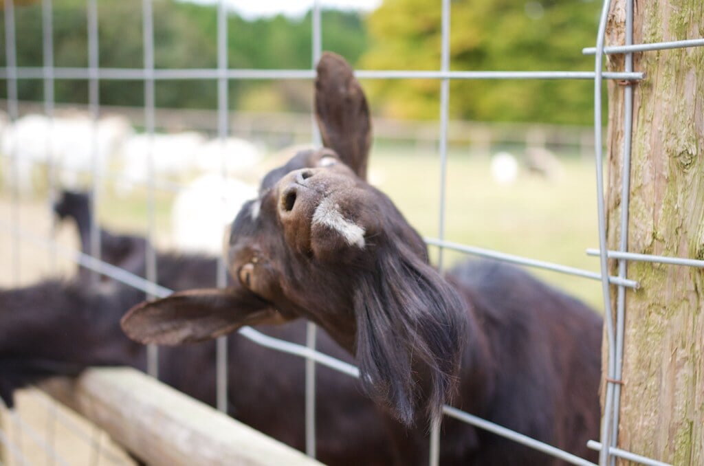 三瀬ルベール牧場 どんぐり村の写真22