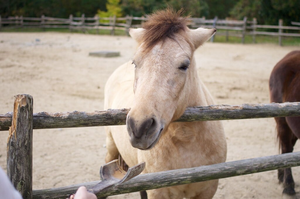 三瀬ルベール牧場 どんぐり村の写真27