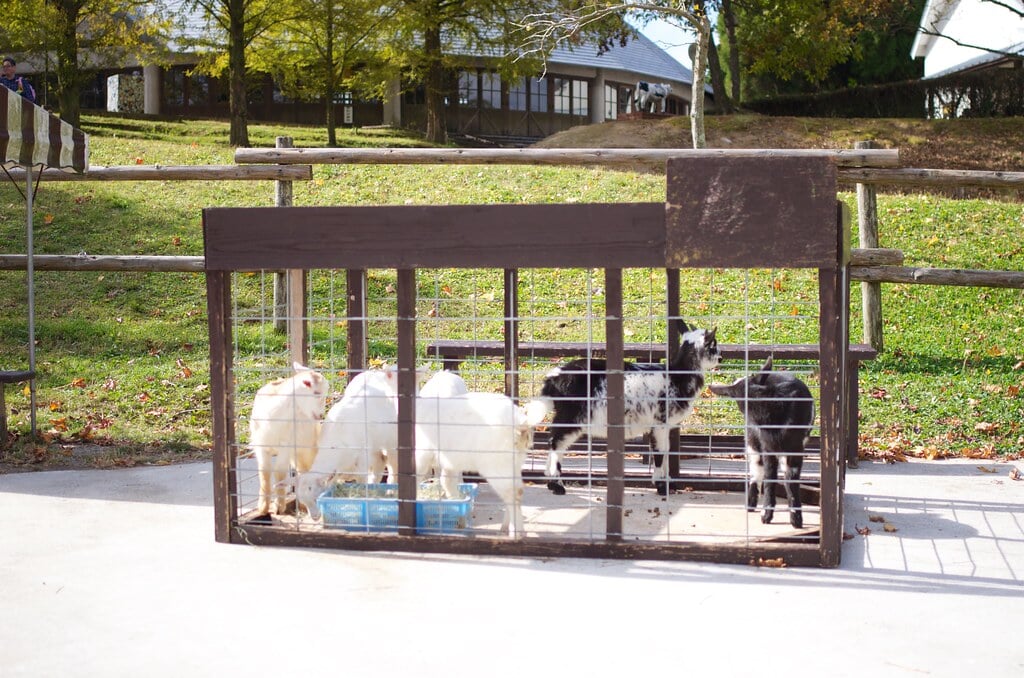 三瀬ルベール牧場 どんぐり村の写真28