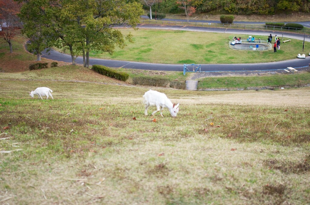 三瀬ルベール牧場 どんぐり村の写真29