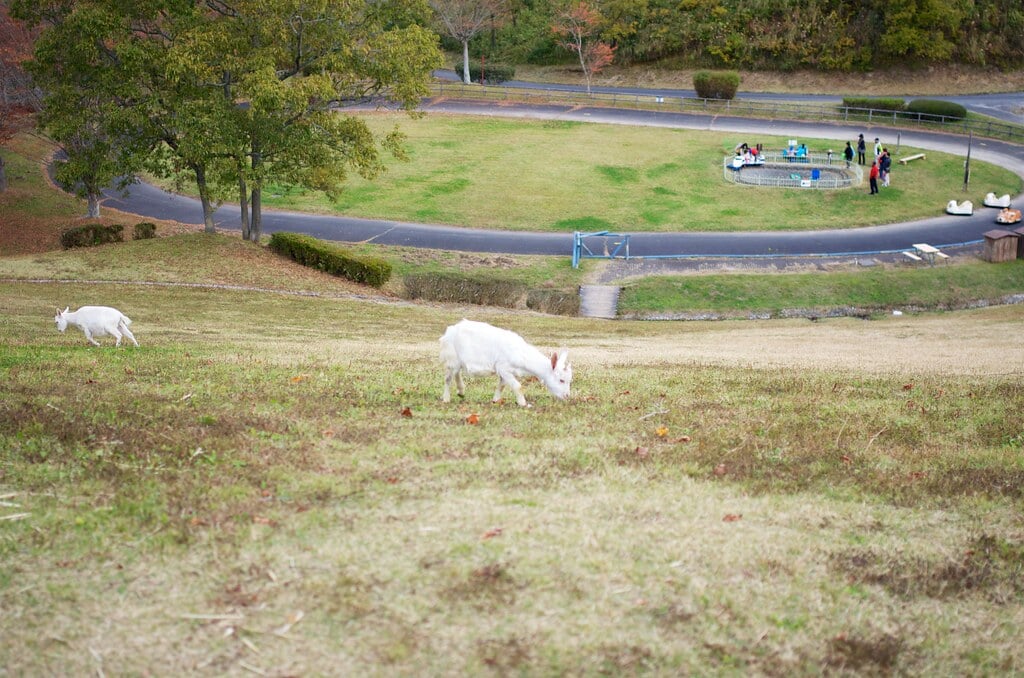 三瀬ルベール牧場 どんぐり村の写真30
