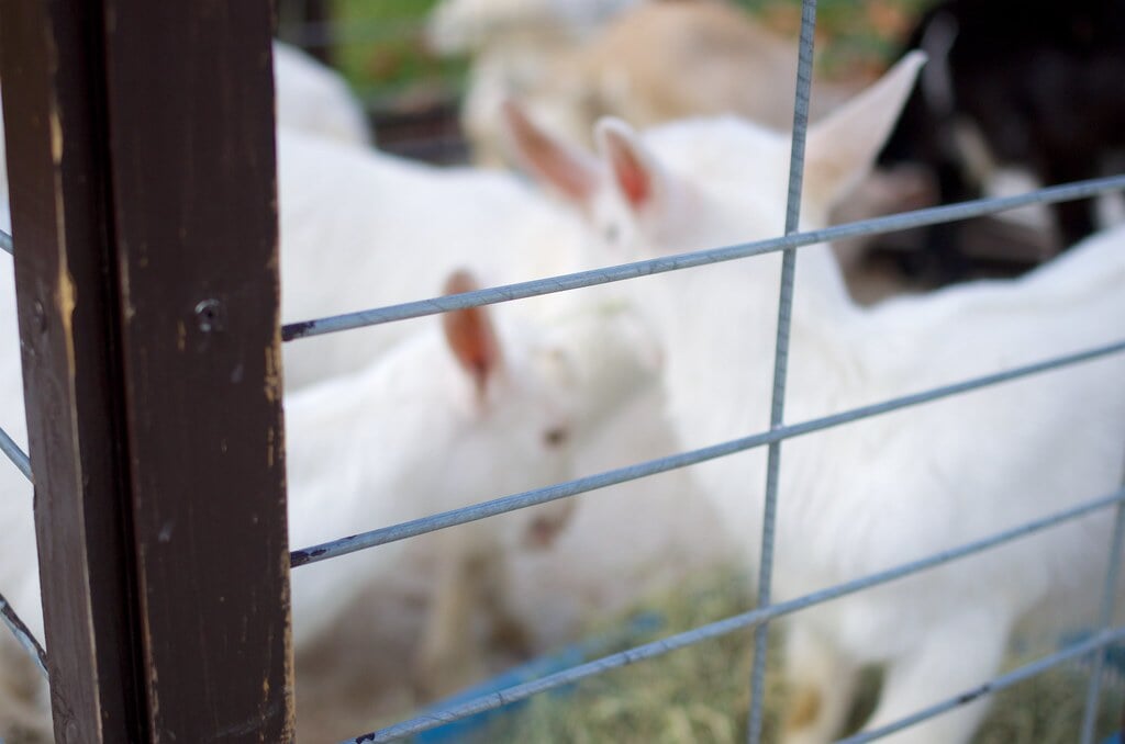 三瀬ルベール牧場 どんぐり村の写真31