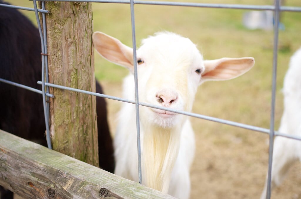 三瀬ルベール牧場 どんぐり村の写真32