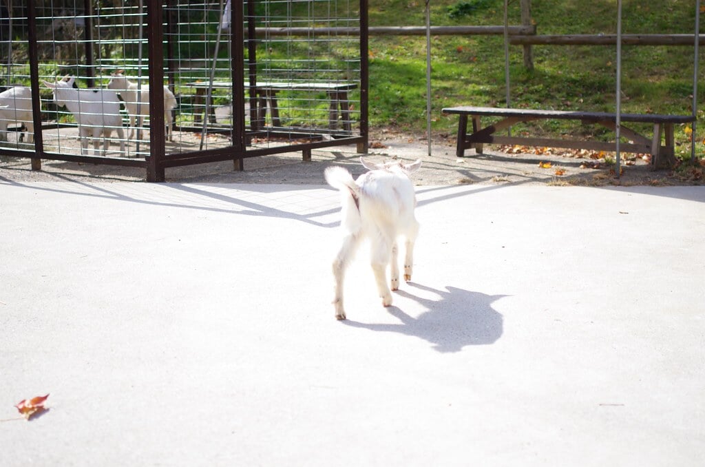 三瀬ルベール牧場 どんぐり村の写真33