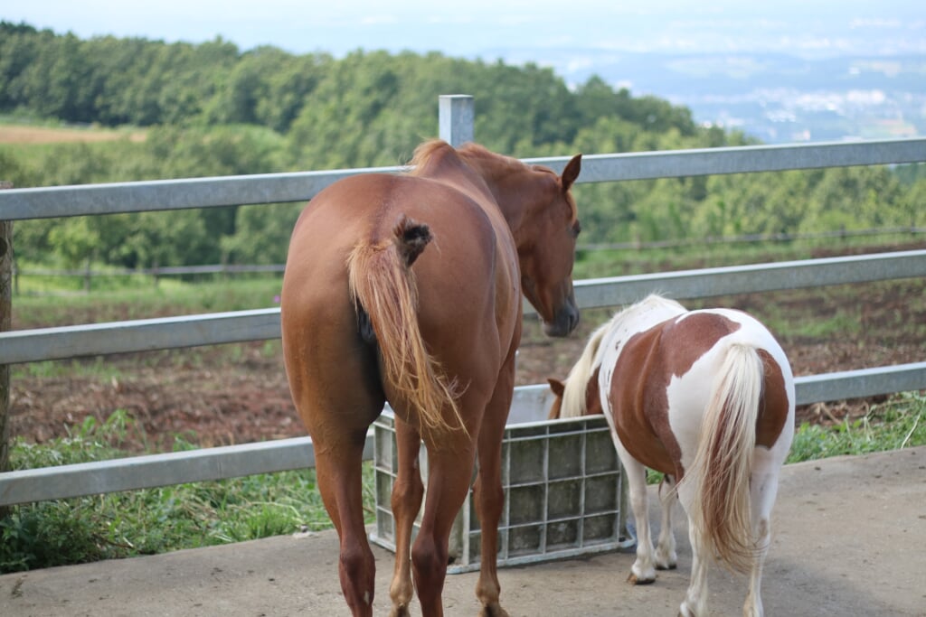 らくのうマザーズ阿蘇ミルク牧場の写真1