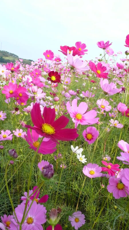 高千穂牧場の写真2