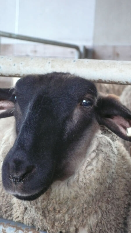 高千穂牧場の写真4