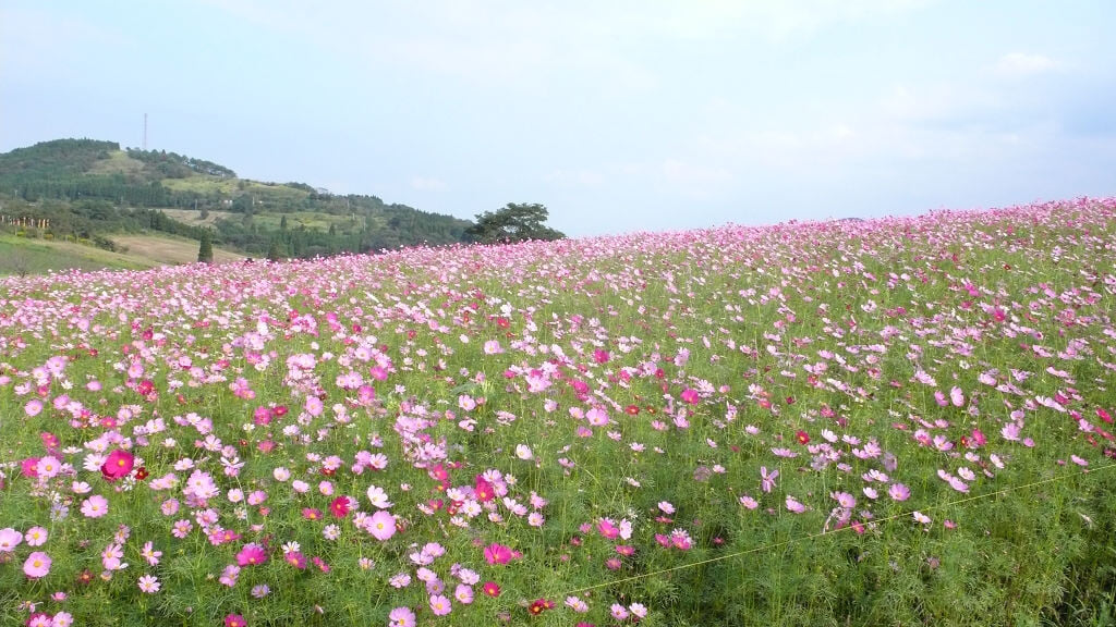 高千穂牧場の写真10