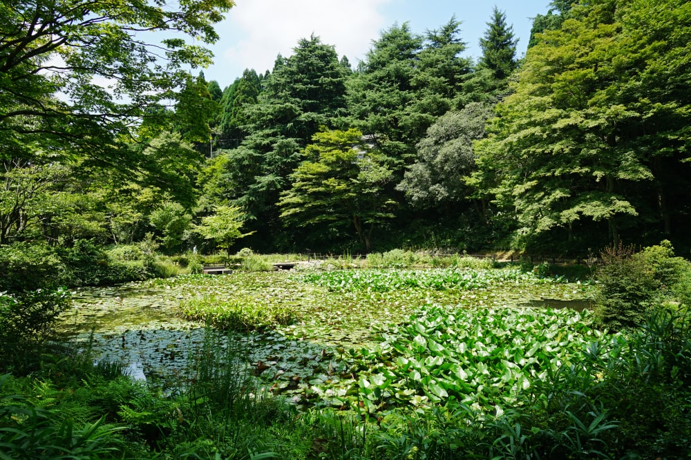 六甲高山植物園の写真4
