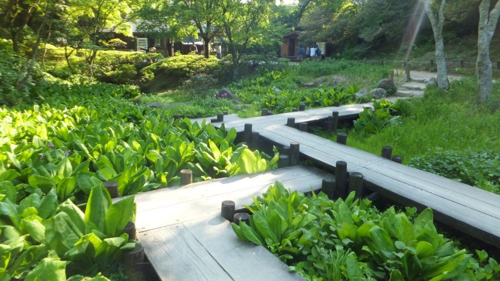 六甲高山植物園の写真6