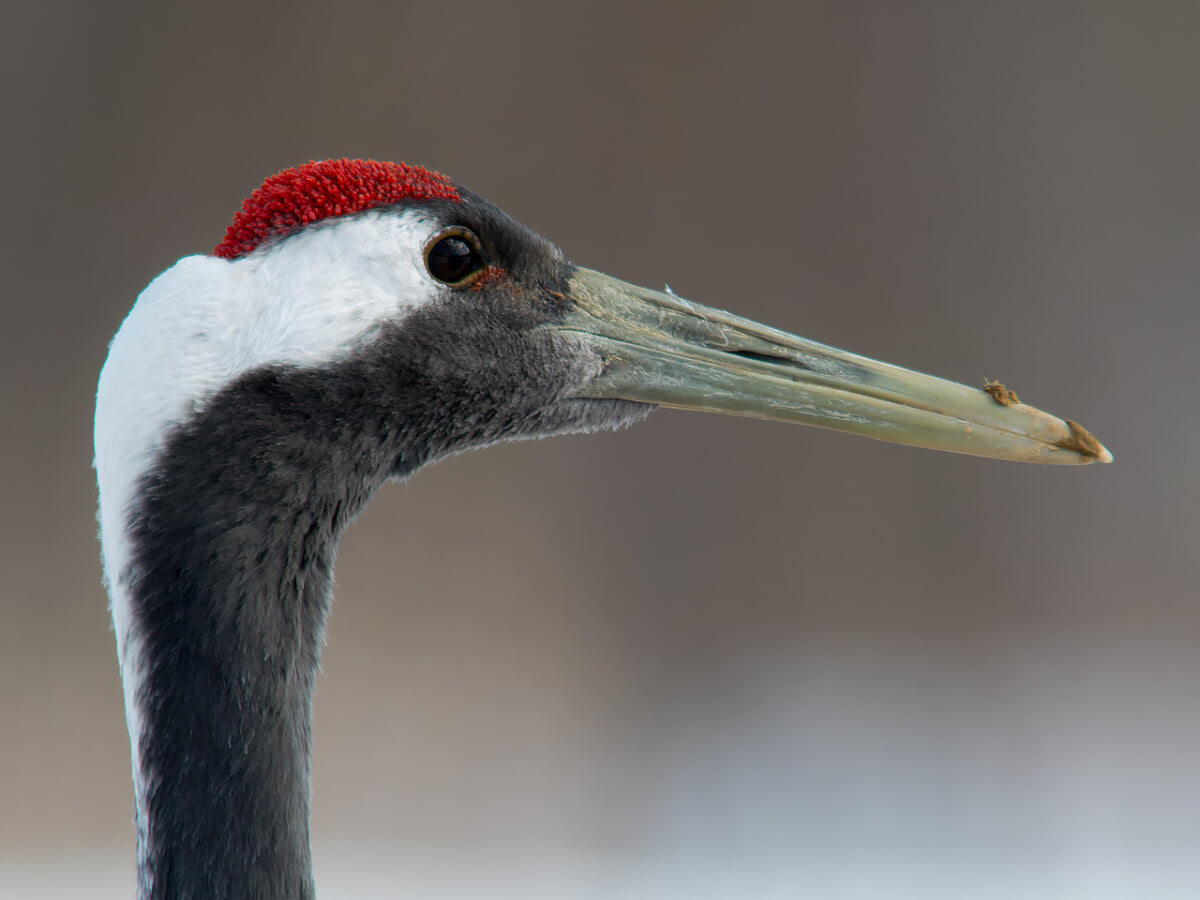 阿寒国際ツルセンター[グルス]の写真2