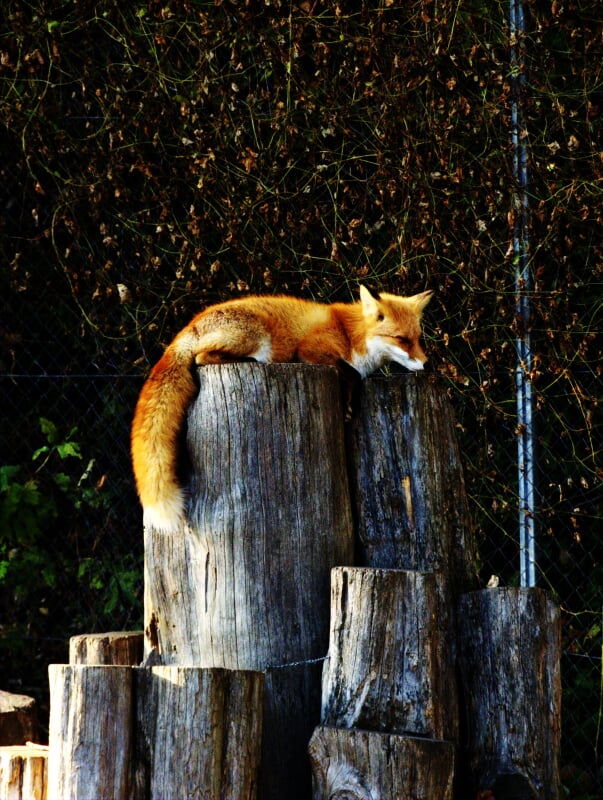 北きつね牧場の写真3