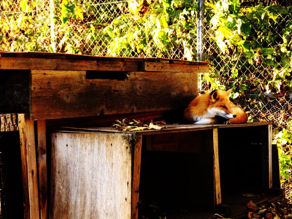 北きつね牧場の写真4