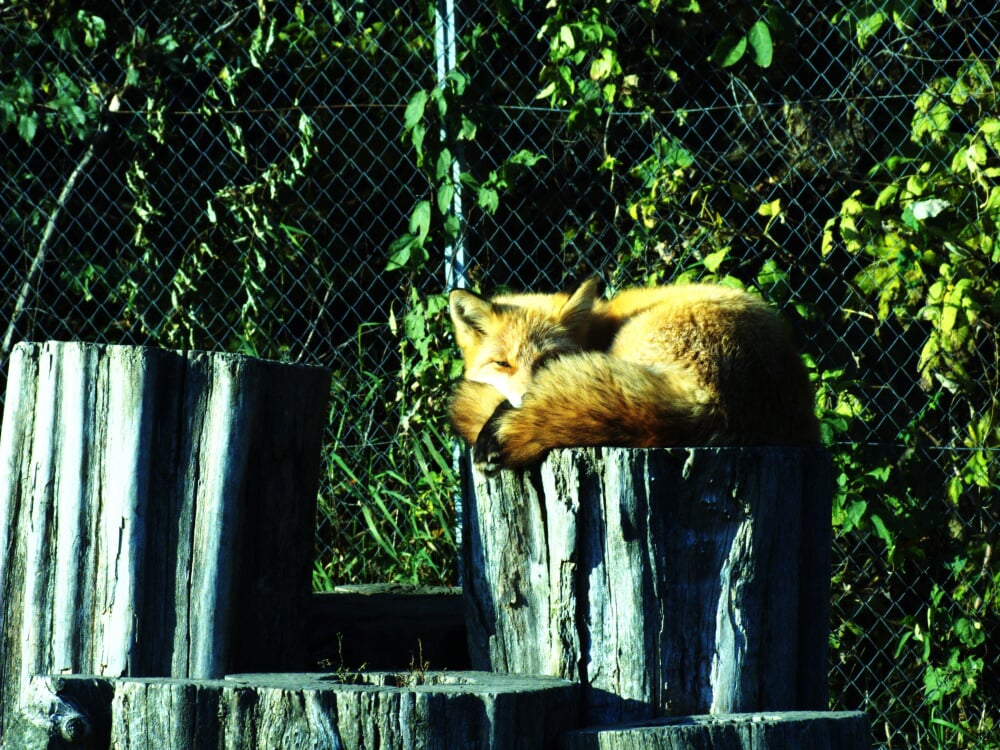 北きつね牧場の写真5