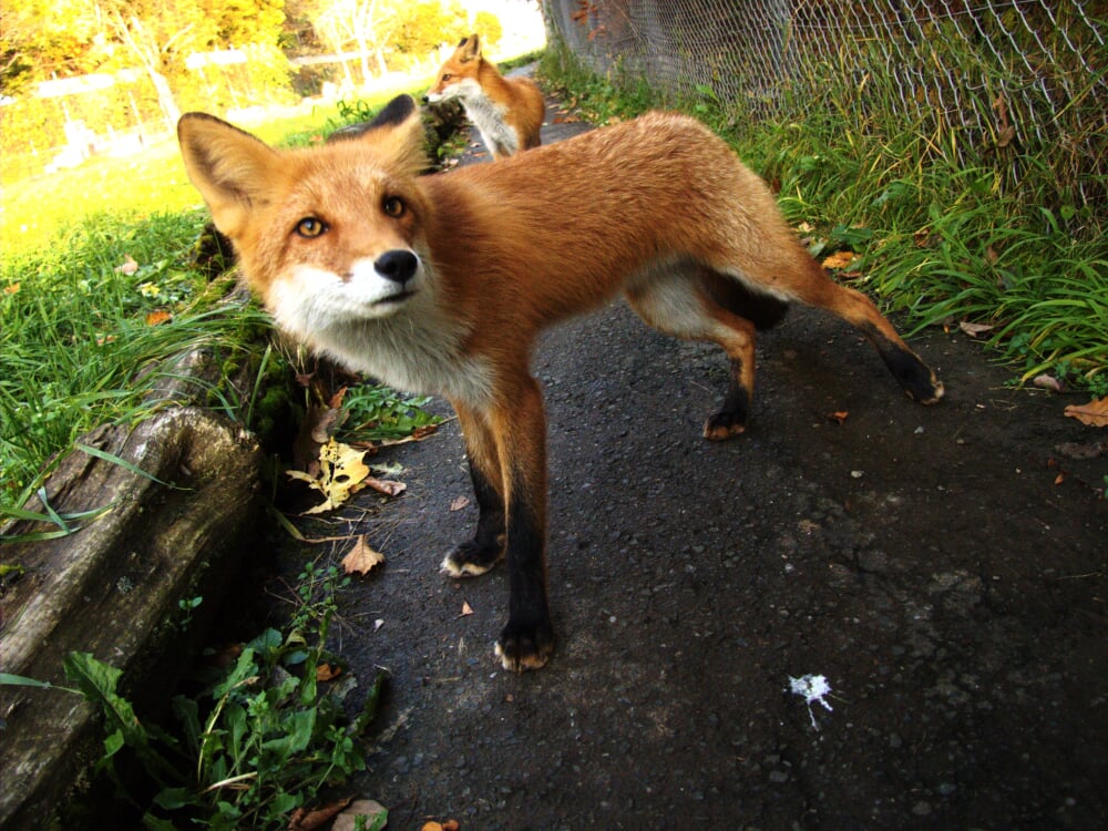 北きつね牧場の写真1