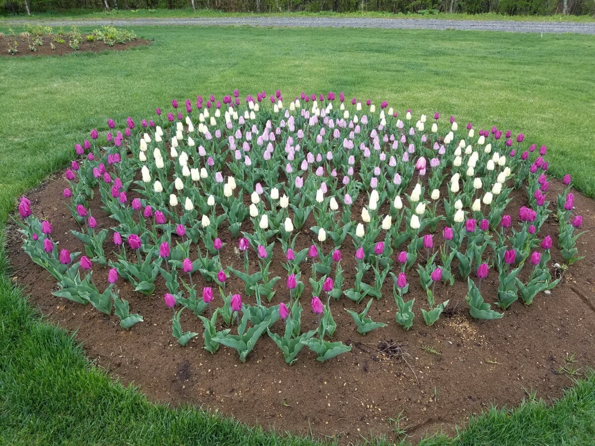 北のオアシス・旬・花・祝・豆 十勝ヒルズの写真3
