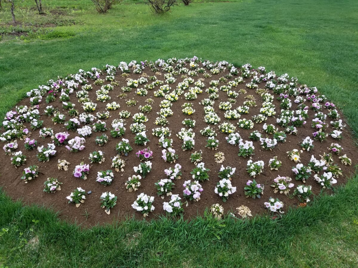 北のオアシス・旬・花・祝・豆 十勝ヒルズの写真6
