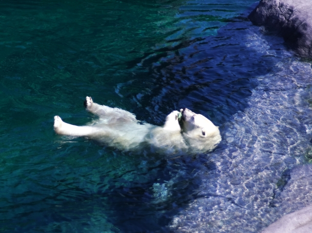札幌市円山動物園の写真2