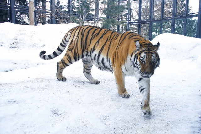 札幌市円山動物園の写真3