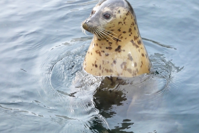 札幌市円山動物園の写真4