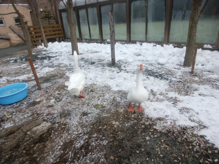 札幌市円山動物園の写真6