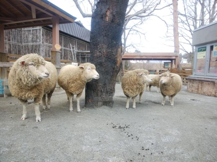 札幌市円山動物園の写真9