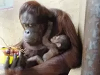 札幌市円山動物園